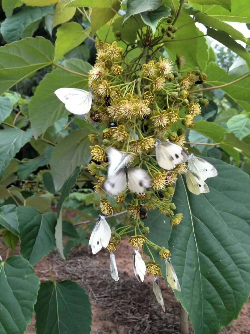 山桐子树苗杯苗