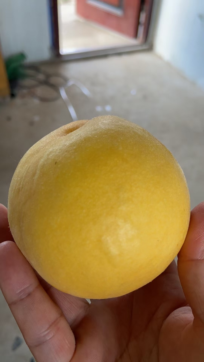 江苏丰县大沙河中桃十黄金刚黄甜桃大量有货