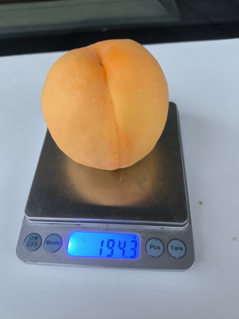 江苏丰县大沙河中桃十黄金刚黄甜桃大量有货