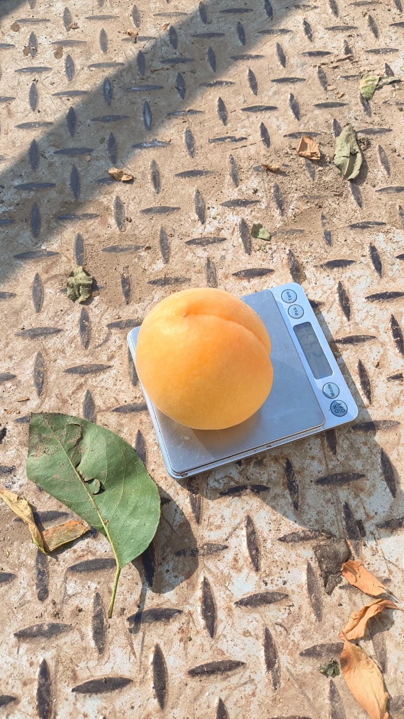 江苏丰县大沙河中桃十黄金刚黄甜桃大量有货