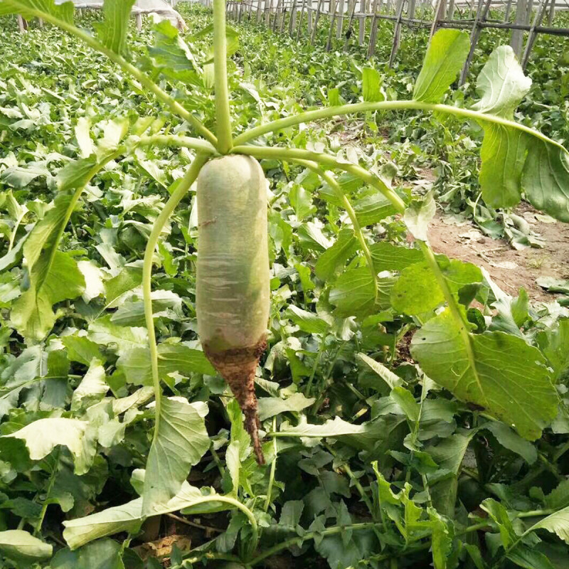 苏瑞营养水果萝卜种子天津沙窝萝卜里外青甜脆萝卜种籽中熟