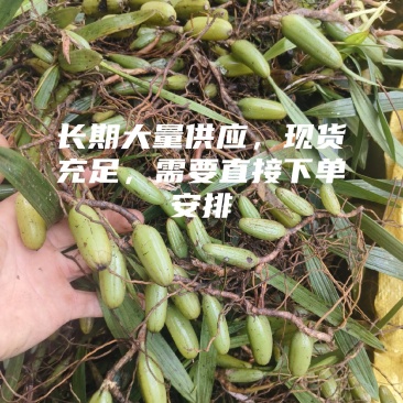云南文山双叶大果石橄榄包邮到家