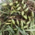 云南文山双叶大果石橄榄包邮到家
