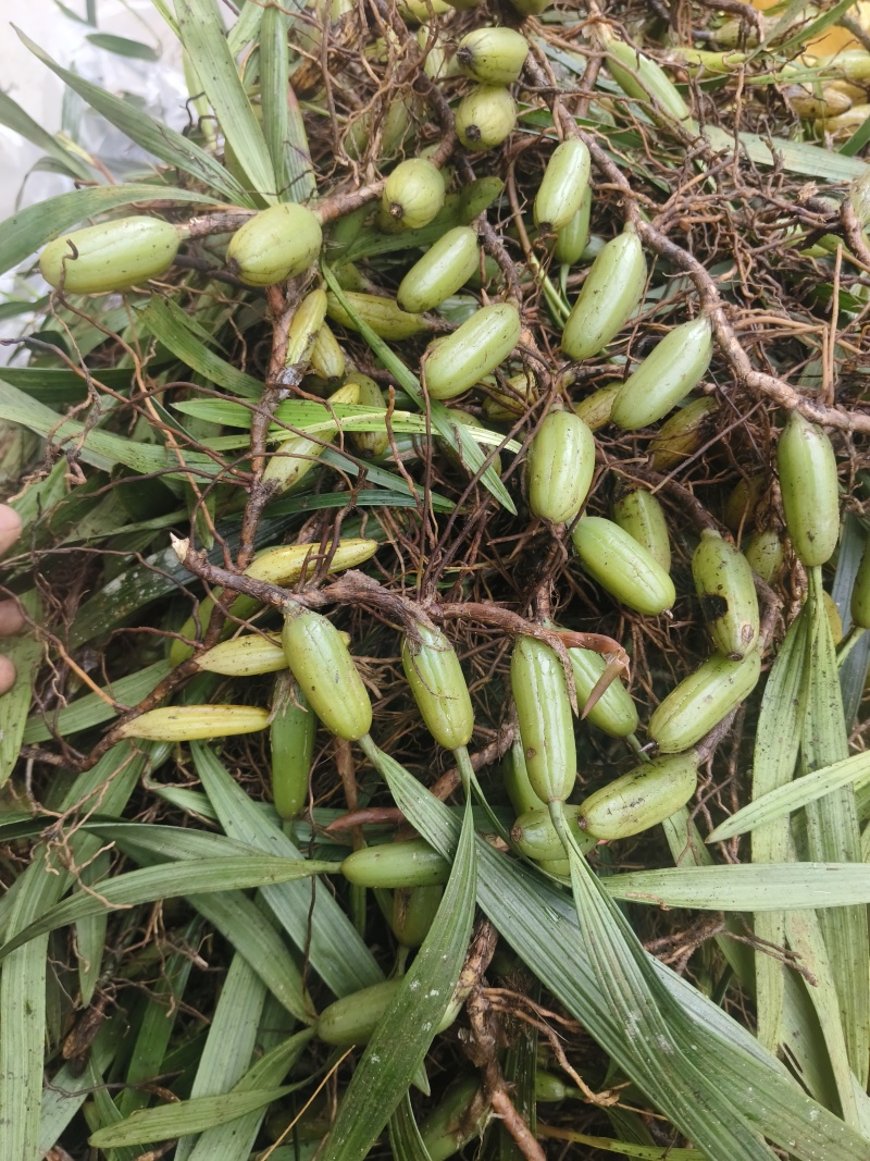 云南文山双叶大果石橄榄包邮到家