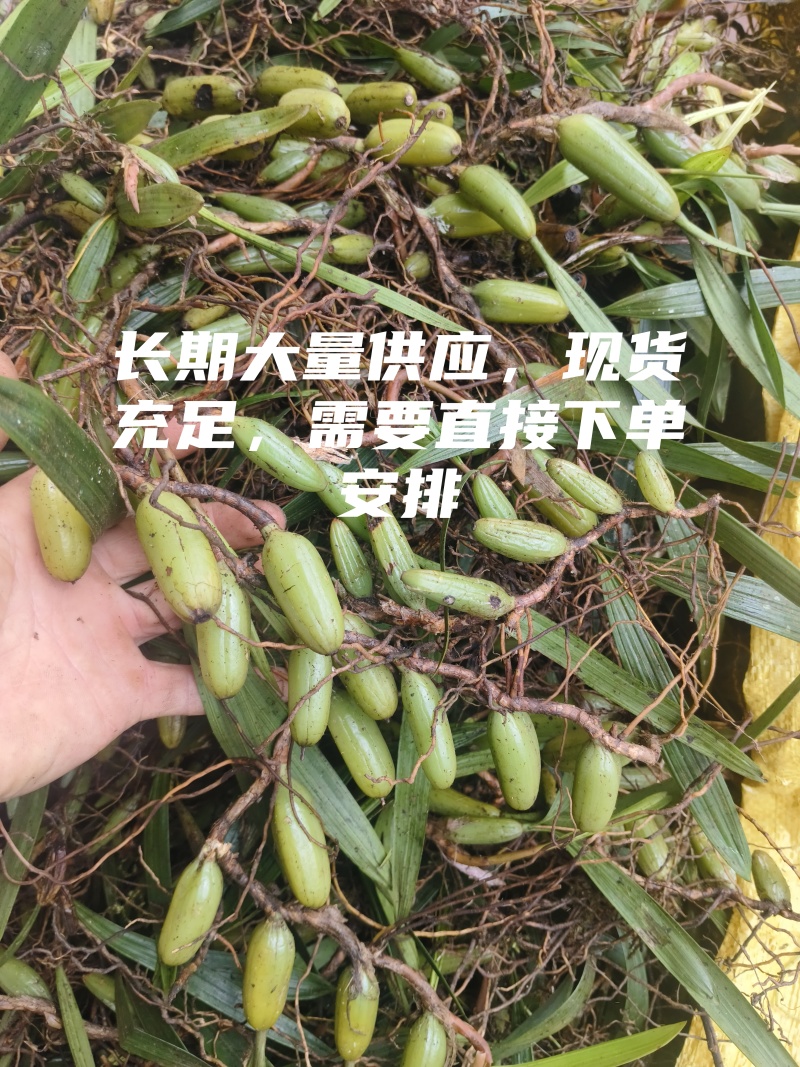 云南文山双叶大果石橄榄包邮到家