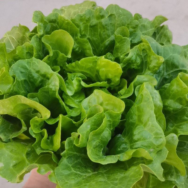 意大利生菜，产地直供，支持电商，超市，市场，全国代发