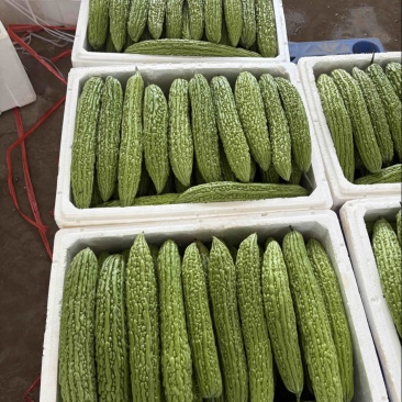 青小麻瓜