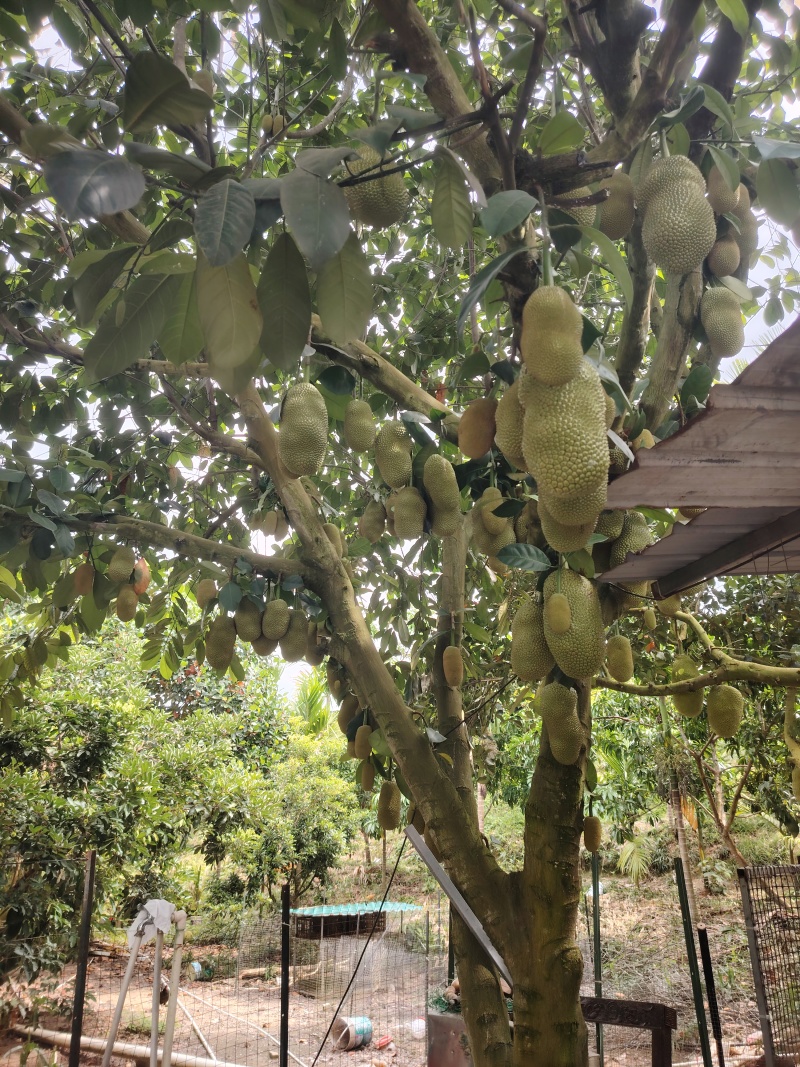 《精品榴莲蜜》海南尖密拉/自家种植/质量三包/全国供应