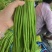 长豆角缸豆高山豆角湖北长豆角一手货源保质保量