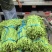 长豆角缸豆高山豆角湖北长豆角一手货源保质保量