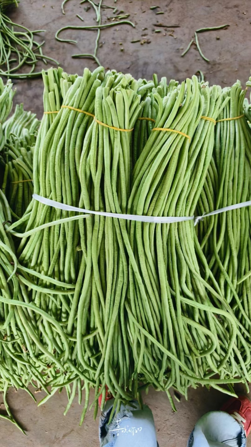 长豆角缸豆高山豆角湖北长豆角一手货源保质保量