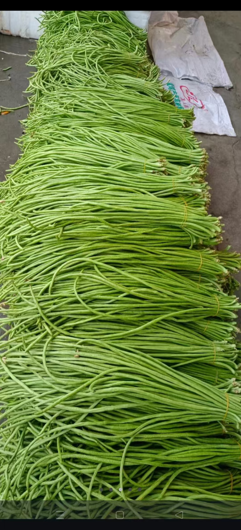 长豆角缸豆高山豆角湖北长豆角一手货源保质保量