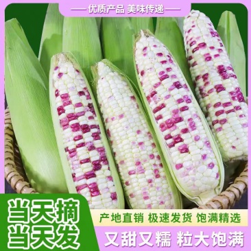 糯玉米白糯玉米高山玉米湖北白糯保质保量欢迎订购