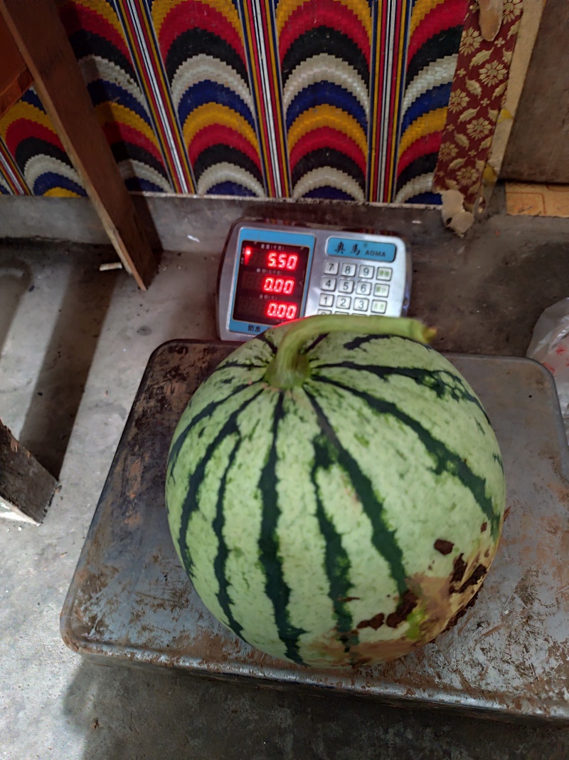 西瓜红蜜王