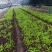 精品莴笋苗货源充足量大从优质量保证诚信经营欢迎咨询