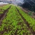 精品莴笋苗货源充足量大从优质量保证诚信经营欢迎咨询