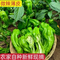 薄皮椒辣椒芜湖椒泡泡湖北高山辣椒产地发货
