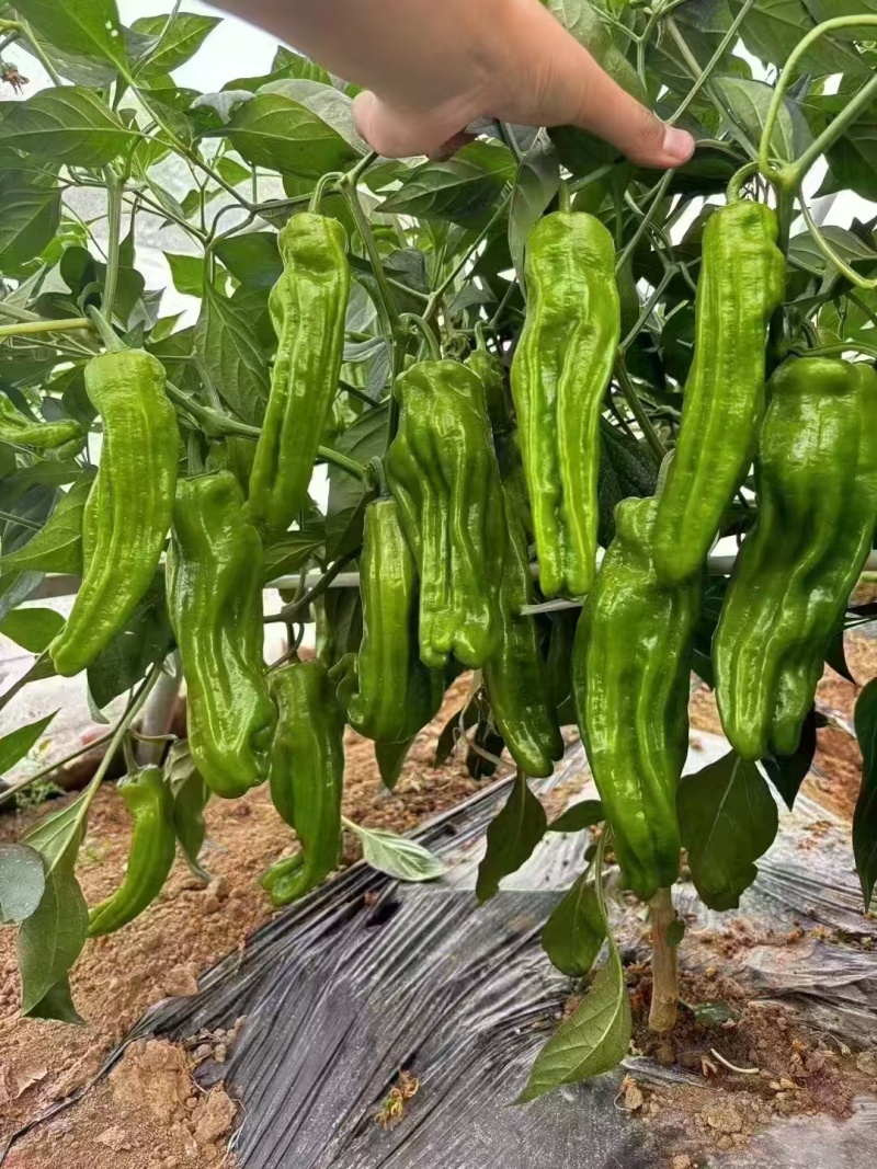 薄皮椒辣椒芜湖椒泡泡湖北高山辣椒产地发货