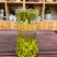 125克（明前嫩芽雀舌）新茶雀舌全芽尖茶叶绿茶