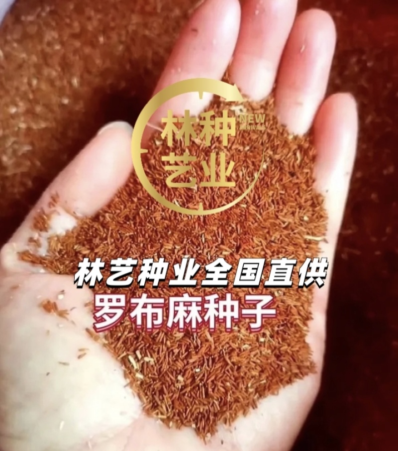野生罗布麻种子别称红麻茶叶花红柳子药材种子