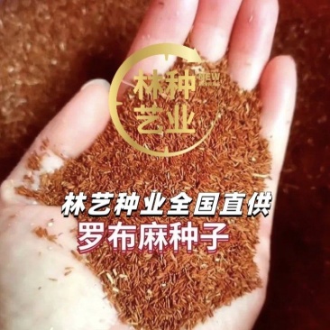 野生罗布麻种子别称红麻茶叶花红柳子药材种子