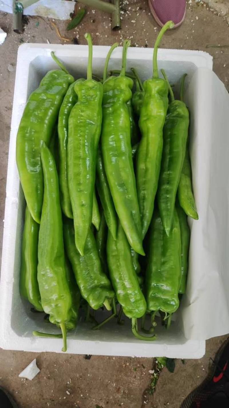 河北唐山一级精品尖椒，河北A级精品尖椒，河北唐山尖椒