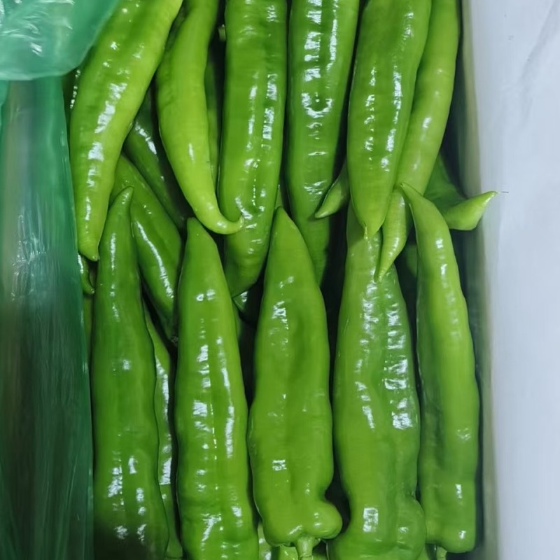 河北唐山一级精品尖椒，河北A级精品尖椒，河北唐山尖椒