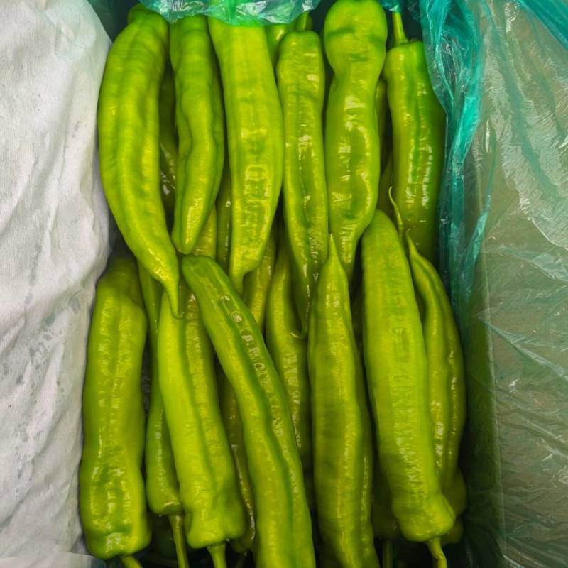 河北唐山一级精品尖椒，河北A级精品尖椒，河北唐山尖椒