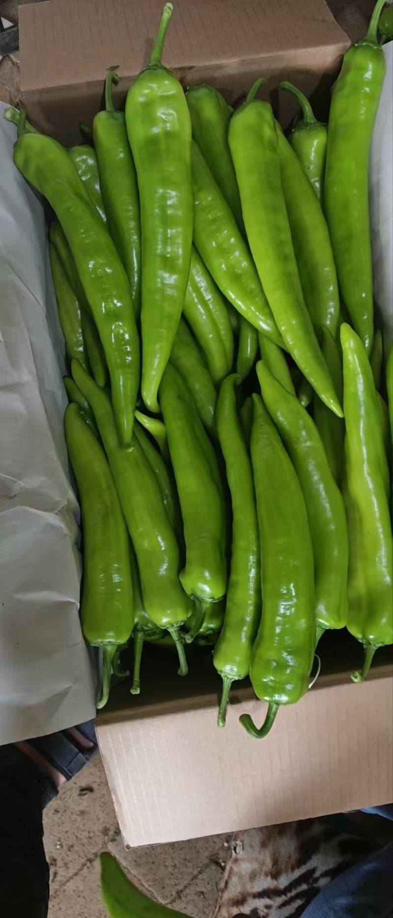 河北唐山一级精品尖椒，河北A级精品尖椒，河北唐山尖椒