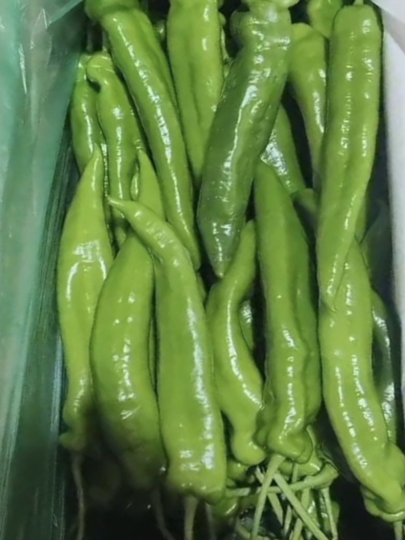 河北唐山一级精品尖椒，河北A级精品尖椒，河北唐山尖椒