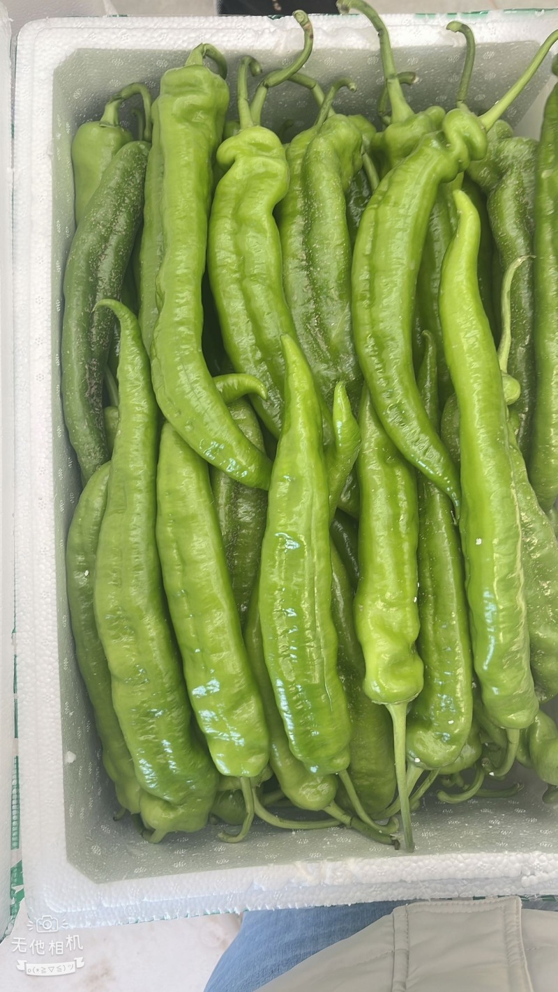 河北唐山一级精品尖椒，河北A级精品尖椒，河北唐山尖椒