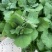60511新鲜板蓝根青菜又名板小青基地直发7004v