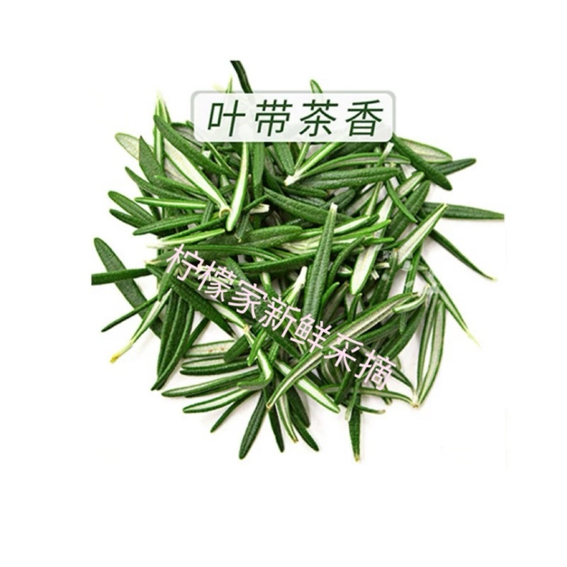 6051新鲜迷迭香基地直发量大从优17004