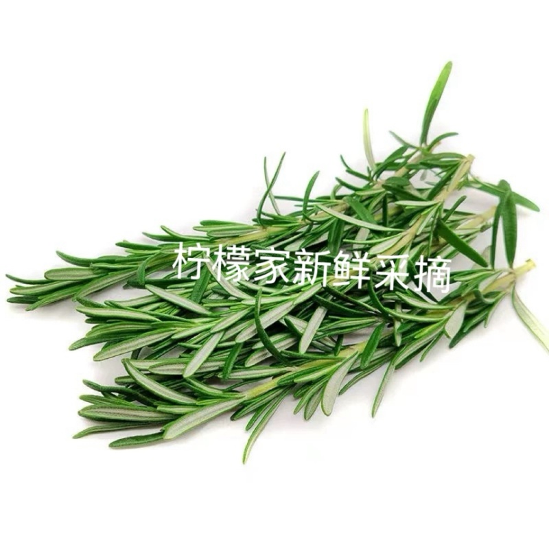 6051新鲜迷迭香基地直发量大从优17004