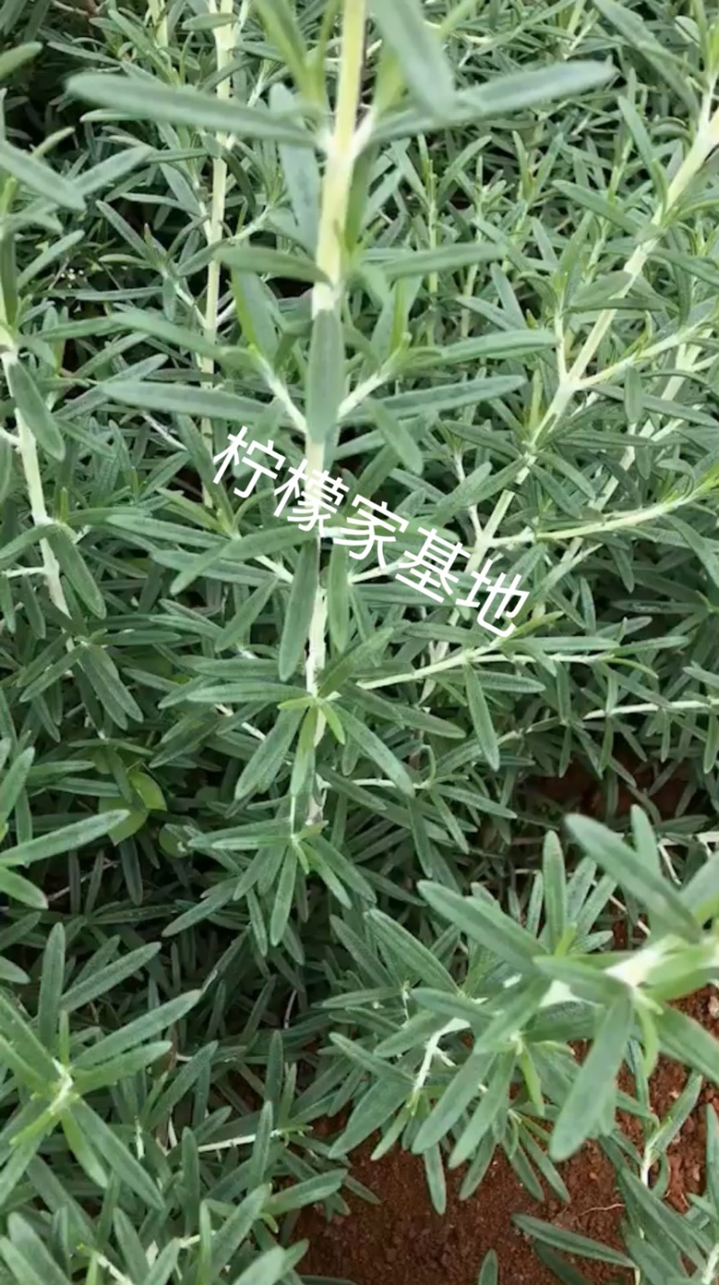 6051新鲜迷迭香基地直发量大从优17004
