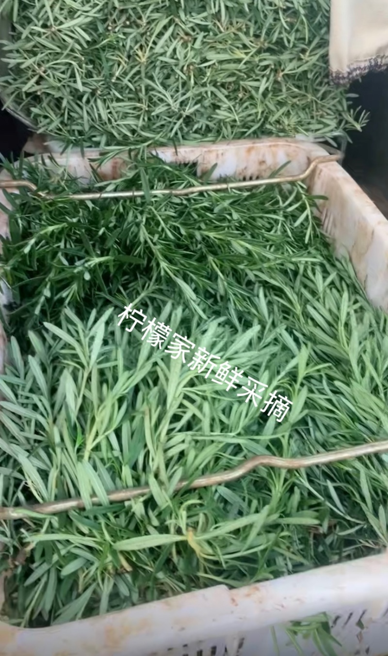 6051新鲜迷迭香基地直发量大从优17004