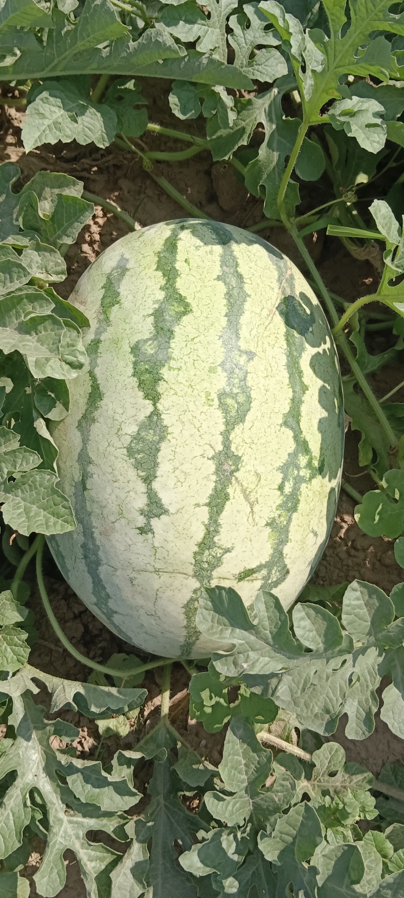 河南灵宝8424西瓜大量上市，一手货源货量充足，视频看货