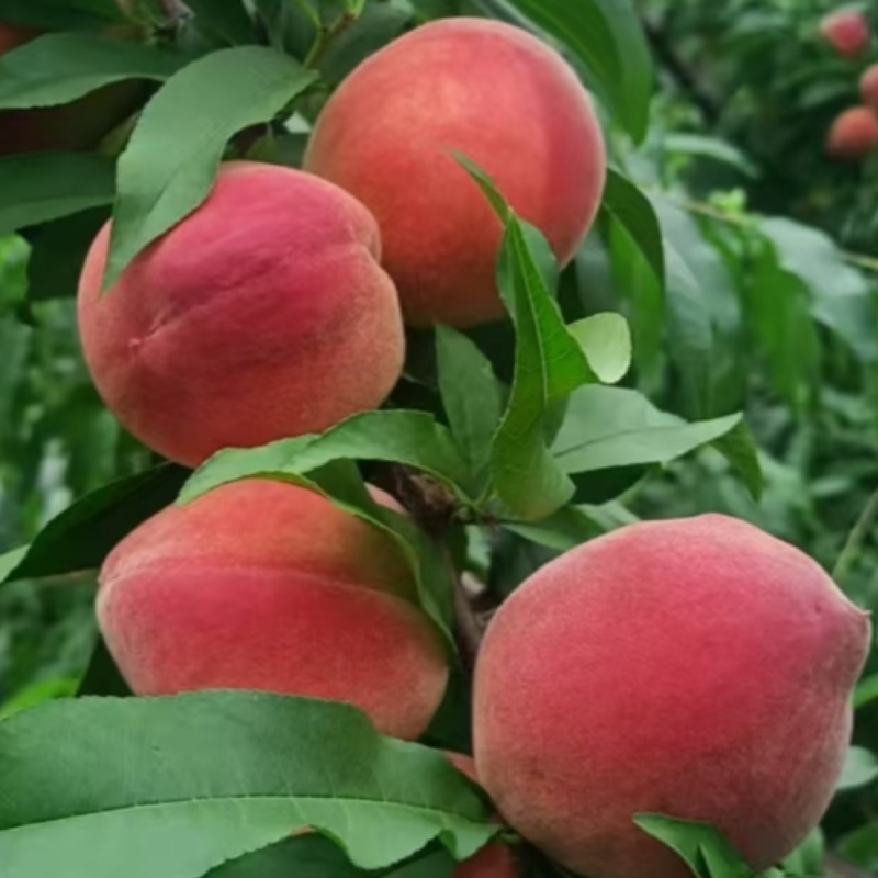 中桃9号红不软霞脆美玉大桃子现货头茬大果