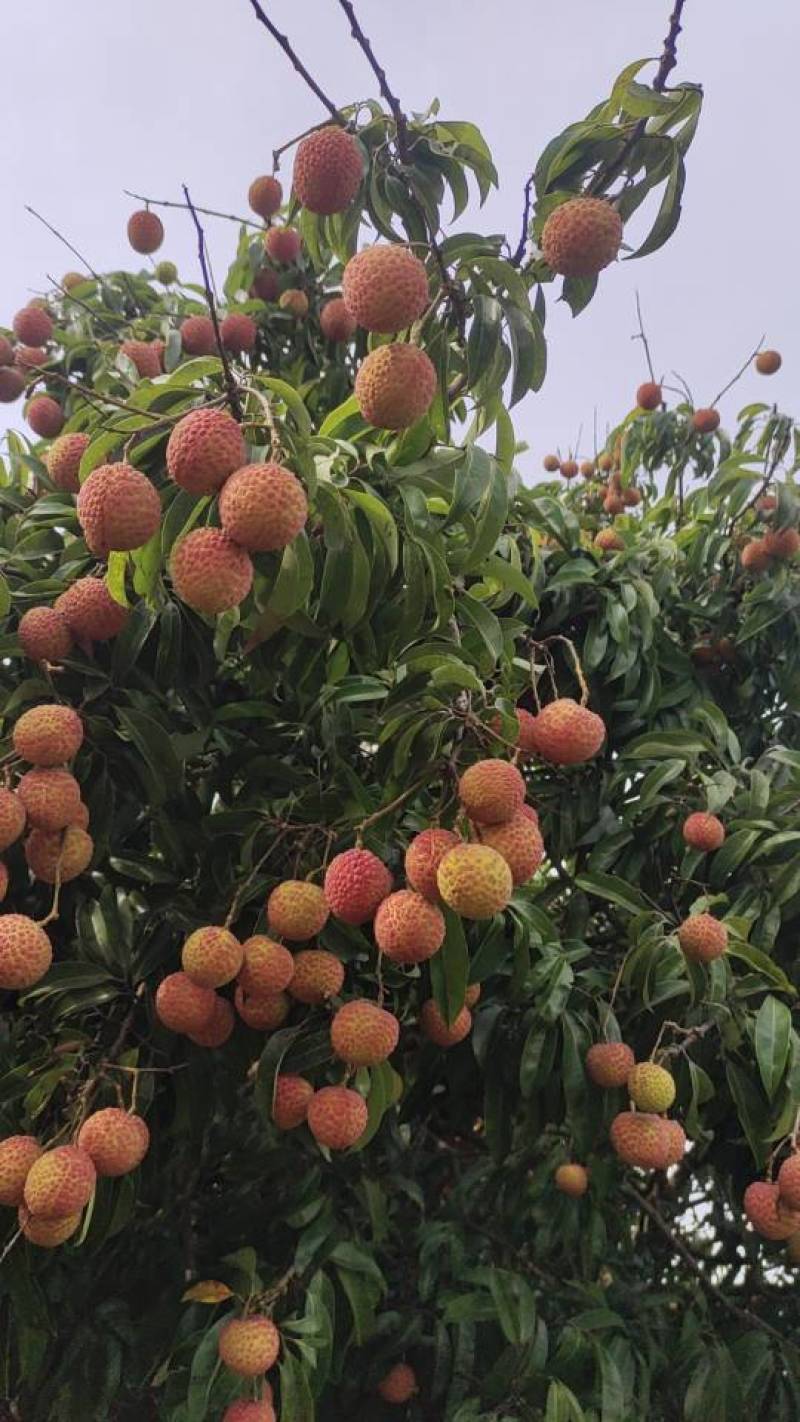 广东荔枝玉何包