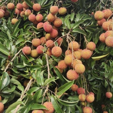 荔枝