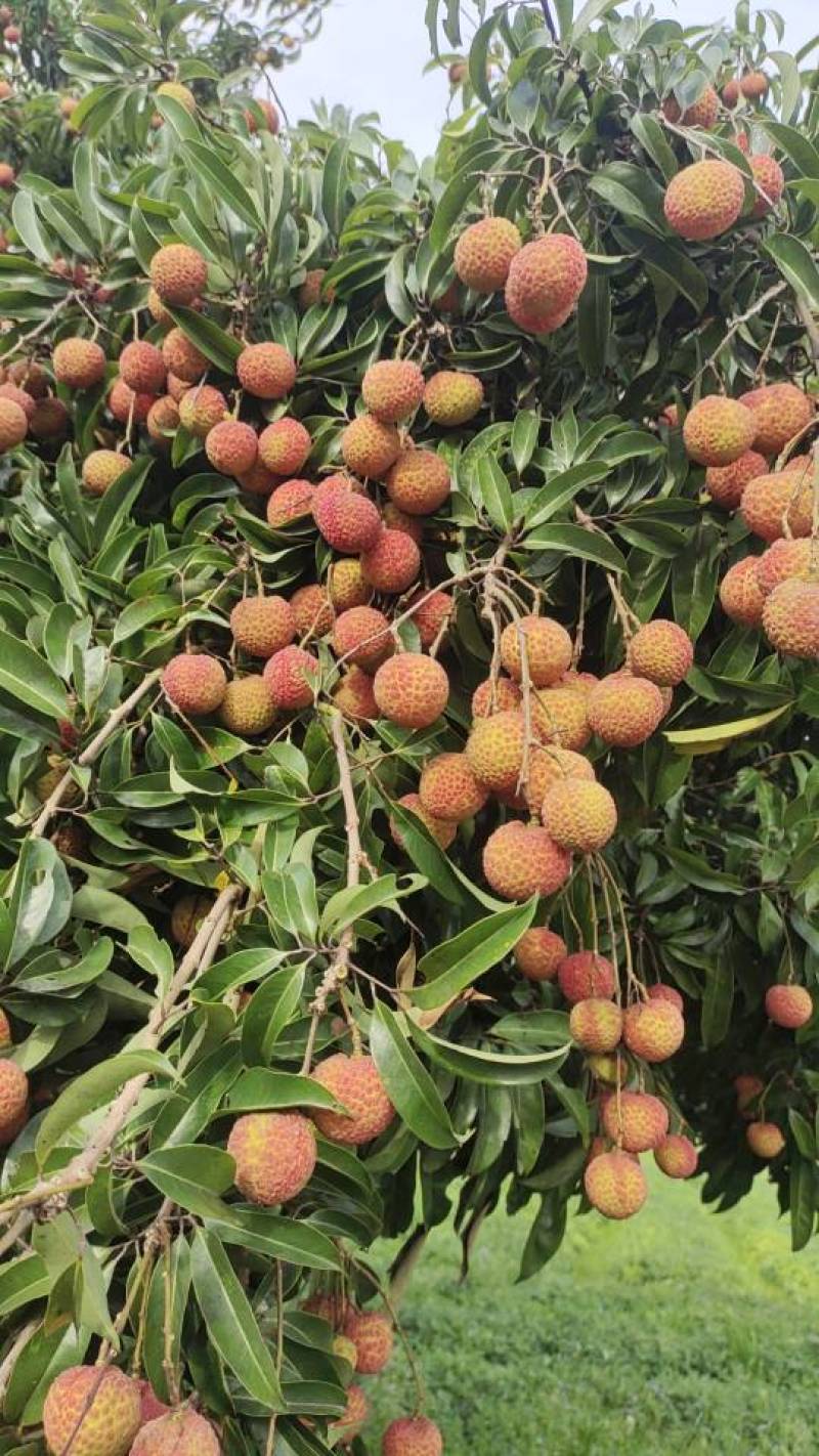 荔枝
