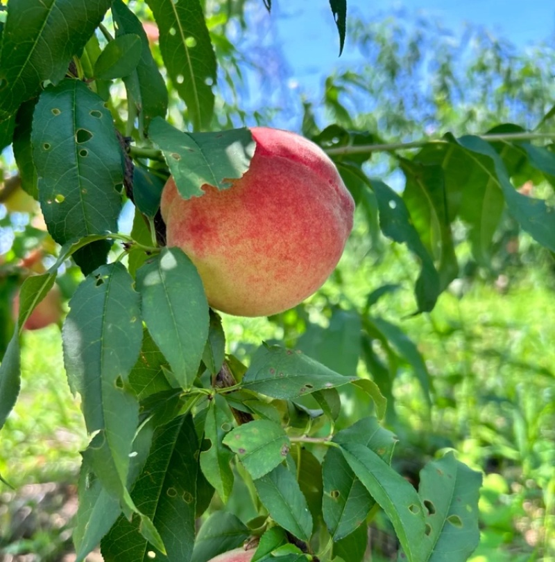 中桃9号红不软霞脆美玉大桃子现货头茬大果