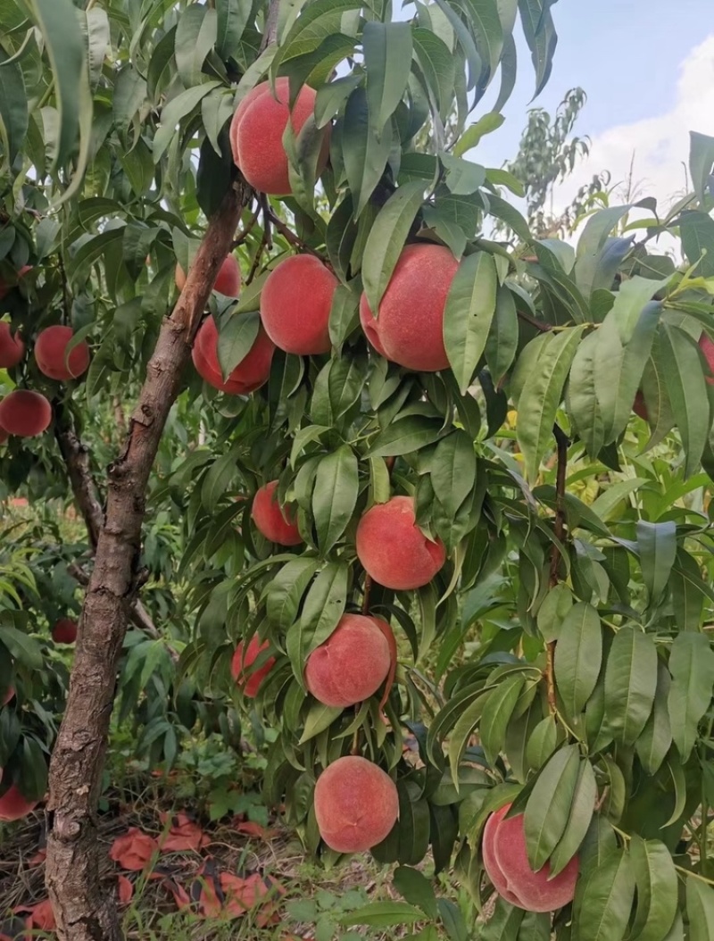 中桃9号红不软霞脆美玉大桃子现货头茬大果
