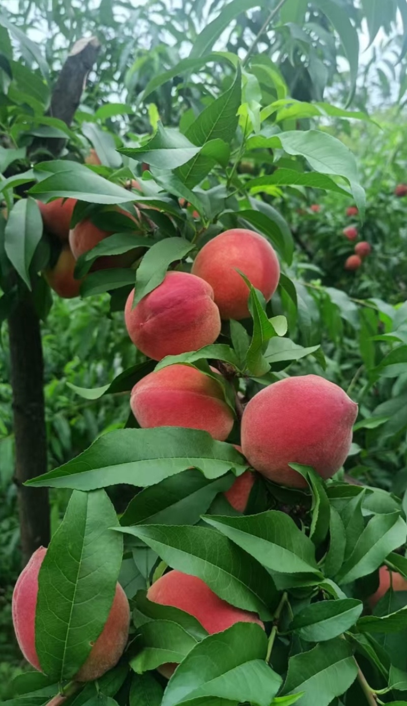 中桃9号红不软霞脆美玉大桃子现货头茬大果