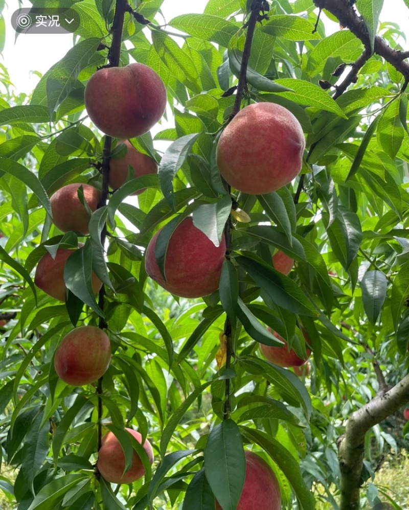 中桃9号红不软霞脆美玉大桃子现货头茬大果