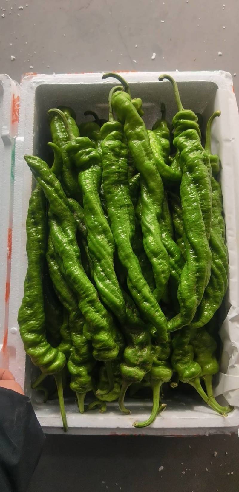 山东一级精品螺丝椒，山东A级精品螺丝椒，山东螺丝椒