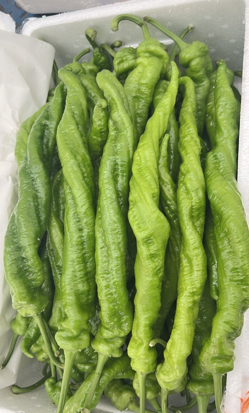 河北唐山一级精品螺丝椒，河北A级螺丝椒，河北唐山螺丝椒