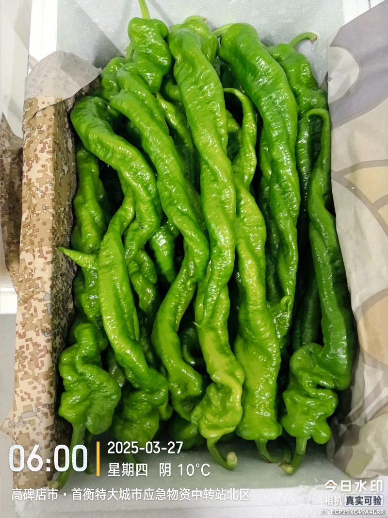 河北唐山一级精品螺丝椒，河北A级螺丝椒，河北唐山螺丝椒