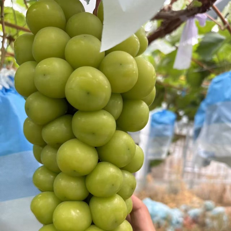 大棚阳光