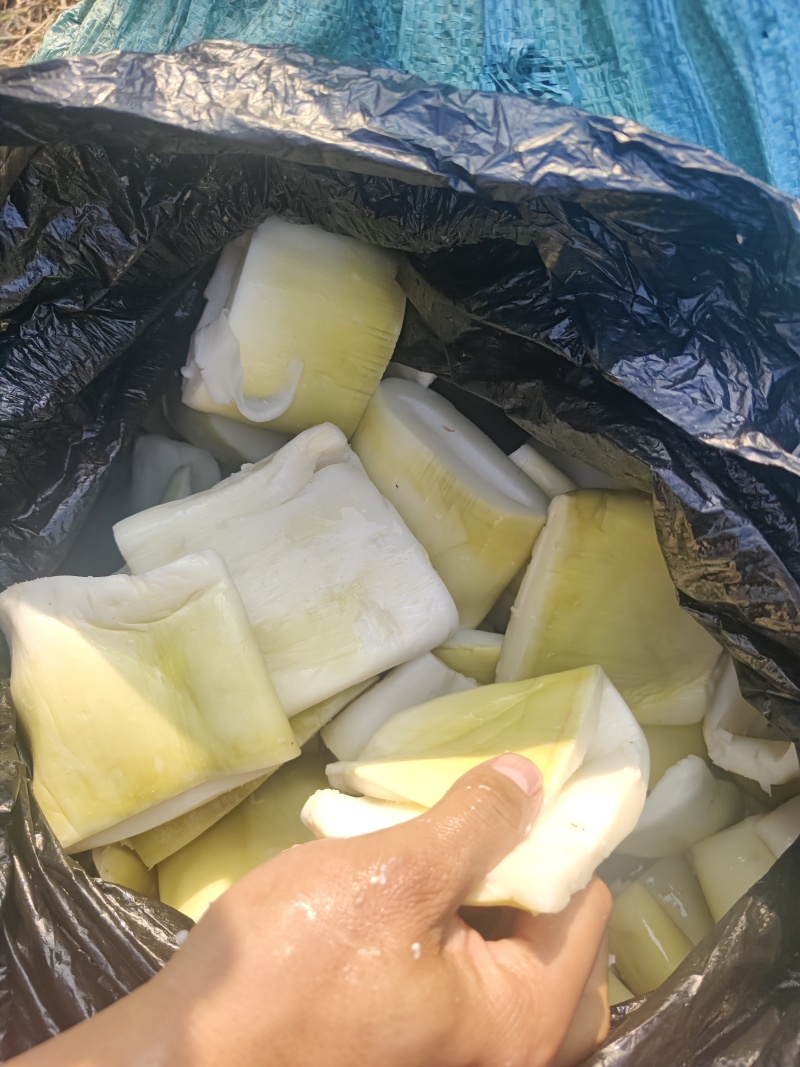精品长筒，麻竹笋原料，可切收工条